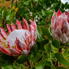 King Protea in Bloom | Maui Floral Photography