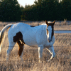 Handsome Paint