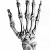 Hand Bones