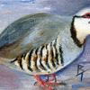 Chuck the Chukar aceo