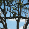 Bush life2