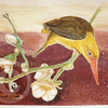 Brown-winged kingfisher