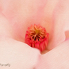 Painted Flower