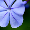 Floral macro