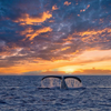 Humpback Drama