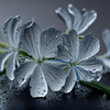 Geranium 
