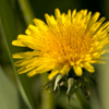 Golden Dandelion