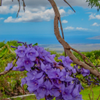 Jacaranda Blossoms | Purple Flowers Over Maui