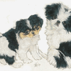 Japanese Chin 