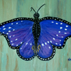 Cobalt Blue Butterfly