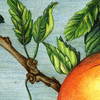 Fruit tree