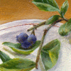 Blueberry Branch