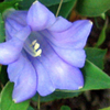 Bluebell (Campanula rotundifolia), Yellow Stone Stronghold 09-11-2006