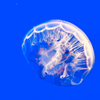 Jellyfish Karen Muro Aréchiga