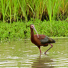 White faced Ibis