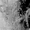 Light and Water