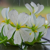 Silent Bloom in Rainlight 7