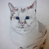 Pencil Drawings