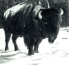 Buffalo