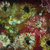 Chrystatheum 