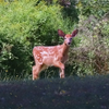 deer fawn