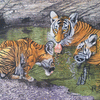Tigers playing in a waterhole