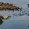 Geese Takeoff - March 2023