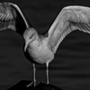 Seagull in the morning light - October 27 2026 1
