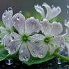 Silent Bloom in Rainlight 9