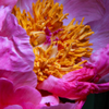 Peony 1-4