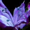 turquoise dusted