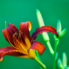 Orange day-lily P6105 