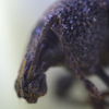 In The Face Of Weevil