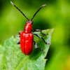 red beetle(2)