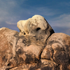 01 22 Alab Hills IMG 5269-3