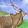 African Kudu