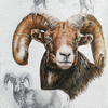 Big Horned Sheep