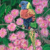 Rainbow Lorikeet