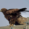 Golden Eagle 