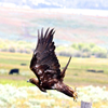 Golden Eagle 