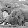 Elephant Family - African Wildlife - Curled Life