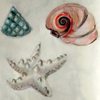 Shell Sketches
