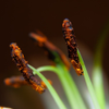 Stargazer Lilly macro