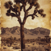 The Joshua Tree