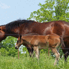 May Mare & Foal