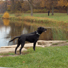 Dog / Cat Photos