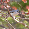 tufted titmouse