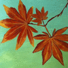 Maple Leafs
