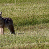 Morning, Mrs. Coyote. 