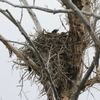 Ravens on the nest